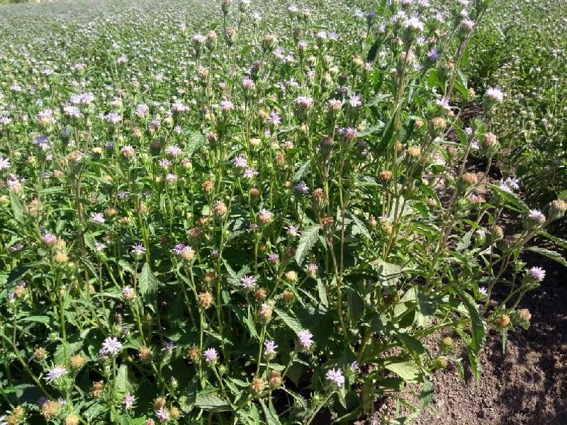 Purple fleabane(Vernonia anthelmintica (L.) Willd.)